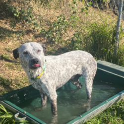 George/Australian Kelpie / Australian Cattle Dog/Male/8 Months