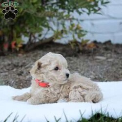 Tulip/Bich-Poo									Puppy/Female	/6 Weeks,Tulip is sweet cute and cuddly raised with lots of TLC and very well socialized.She would make outstanding family pet and loveable little companion.She will go home with a bag of food and a toy! We also do shipping