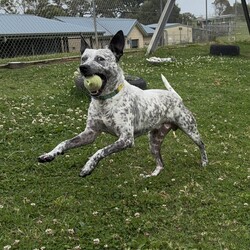 George/Australian Kelpie / Australian Cattle Dog/Male/8 Months,Hello, my name is George! I'm a handsome young man looking for my new home! I would suit an active home with owners who know a bit about working breeds, like me! I would love to be included as part of the family, spending quality time together at home as well as joining you for daily walks and adventures! I would love to meet the whole family before coming home with you, as I can be a little shy of new people. Any children in the home will need to be over 12 years of age, calm and confident around dogs. I am still young and have much to learn about this big, beautiful world. I will need ongoing positive reinforcement training and socialisation to help me be the best pup I can be! Puppy training classes where we can learn together, and I can meet lots of new friends would be perfect! Training takes time, practice and patience, along with lots of love and yummy treats which is all I will ask from you.  I know sometimes you have to go out but if you leave me with some fun toys, yum treats, fresh water bowl and a sheltered, snuggly bed in a secure area, I should be safe and happy until you come home. I would benefit from daily enrichment and interactive feeders to help keep my mind and body active. Rest is also important! A growing pup like me needs their sleep, so I can keep playing and learning! Having a nice, quiet, safe space, like my own bed or a crate, to catch some much-needed Zzz's after a big day of fun and play would be ideal! If you have any other doggies at home, please bring them in to meet me to make sure we will be best friends! If I sound like the pup for you, please come in to meet me!  -Level 2 adoption -Active home -Working breed knowledge -Must meet any dogs -Must meet all family -Dog confident children over 12 years -Ongoing positive reinforcement training