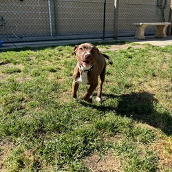 Elbow Eddie/American Staffordshire Terrier/Male/7 Months,Hi there! My name’s Eddie, and I’m a little guy with a BIG personality—and trust me, it’s impossible not to fall for my charm. When I first arrived, I wasn’t feeling too great, but thanks to some TLC from the amazing staff, I’m back on my paws and putting on some healthy weight. I’m still catching up on growing strong bones and muscles, so my new family will need to keep me on a high-quality diet to help me reach my full (adorable) potential! I may be small, but I’ve got a big brain and I’m ready to learn! I’ve already started mastering some basics like walking on a leash and sitting, but I’m really looking for someone who’s ready to take my training to the next level. I love learning new things, especially when you make it fun with positive training and cool enrichment toys. Oh, and I still get pretty excited about food, so a slow feeder or puzzle toys will definitely help me pace myself at mealtime! I do best with older kids who can be part of my training team—together we’ll learn all the house manners! I’ve also met a few dogs here at the shelter and had fun playing, but I’m still working on my social skills. So if you’ve got a tolerant, friendly dog at home, I’d love to learn the ropes from them. If you’re looking for a little buddy with a lot of love and potential, I might just be your perfect match! Requirements: -Must meet all family – Must meet all dogs -Children over 12 – Indoor/outdoor access – Ongoing training Not suitable for homes with small pets (cats, pocket pets, birds, fowl) If you think you could give me a loving home, please head online and apply for me at   or call 0477 064 192