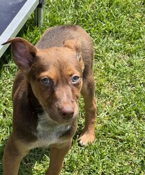 Adopt a dog:Gunnar/Australian Kelpie/Male/2 Months,Hi there! I’m Gunnar, an adorable 11-week-old Kelpie, and I’m searching for my forever home. I came to the shelter with my mom and siblings when I was just 7 days old, and while I’ve loved my time here, I’m ready for a place where I can truly shine! I’ve got a gentle heart and a curious spirit, but I can be a bit shy and nervous, especially around big dogs. I’m the kind of pup who prefers a calm atmosphere—loud noises and too much excitement can be a bit overwhelming for me. That’s why it’s super important to meet any furry siblings before I join your family! I’d do best with a calm adult dog who can help me feel safe and show me the ropes. I need someone who really understands my breed—Kelpies are smart and active, and I want to learn all the things! Positive reinforcement training is a must; I’m eager to soak up knowledge and grow into the best version of myself. Access to both indoor and outdoor spaces is essential, as I love to explore at my own pace and sniff out all the new sights and smells! Since I’m still a bit sensitive, I can’t go home with kids under 12. If you’re an experienced Kelpie lover and can provide a nurturing, quiet environment, I’d be over the moon to meet you! Together, we can embark on some amazing adventures and create wonderful memories. I can’t wait to find my special person! Requirements:  If you think that your home would be a good fit please fill out an application online at   and the team at BARC will be in touch to arrange a meet and greet.