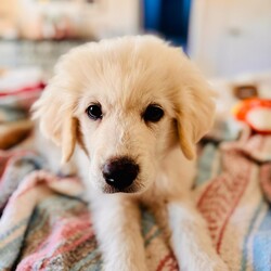 Adopt a dog:Hannah (GP Puppies)/Great Pyrenees/Female/Baby,RTH minimum adoption age is 25 years old.

APPLICATION REQUIRED (CUT & PASTE THIS LINK)
https://www.shelterluv.com/matchme/adopt/RTH-A-253

Date of Birth: 07/08/2024
Location: Currently located in Conroe, Texas. The cost of transport to an approved adopter is included in the adoption fee.

This beautiful girl, Hannah is part of yet another accidental unwanted litter in east Texas.  Hannah is a all the things great about puppies, too cute, playful, full of puppy antics and just a sweet friendly girl.  Hannah is good with kids and dogs.  we are sure she would be good with cats as well with proper introductions. 


**Note - RTH enforces a strict spay/neuter policy. All pets adopted from RTH must be spay/neutered. An additional spay/neuter deposit applies to all pets that are adopted prior to being altered.