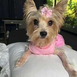 Adopt a dog:Twinkie/Yorkshire Terrier/Female/Young,Apply to Adopt Me!

Introducing little miss Twinkie, the most happy, joyous little Yorkie you'll ever meet. She is around 1 1/2 years old and weighs 8 pounds. Sadly, she was abandoned at a vet's office, skinny, covered in fleas and mosquito bites, and was so weak she could barely stand. This brave little girl fought hard to live. She went through extensive vet care and hospitalization, including blood transfusions. All of that is now behind her and sh makes every day an adventure. She loves her long walks and wants to say hi to everyone she meets. She loves people of all sizes and ages, and all dogs. Twinkie is very playful with her foster fur brothers and sisters that are around her size. She loves to play with toys, play tug-of-war, and chew on Himalayan cheese sticks. Twinkie also loves chasing lizards and sunning in the back yard, but her most favorite thing is playing with her foster siblings. We want her to go to a home with a secure fenced yard and with another playful pup around her size and playfulness. She has too much energy for a senior dog. She is so curious about everything around her. Twinkie is such an affectionate little sweetheart, likes her lap time and to be held, giving lots of cuddles and kisses. When it's meal time, she is the first in line, definitely motivated by food. She is house trained and she sleeps well on the human bed quietly all night. She enjoys car rides. Twinkie is the cutest little baby girl and is all the wonderful things we all love about dogs. She would love to be part of your family and share that love with you. The specialty vet that Twinkie saw was not sure if her anemia was caused by the flea infestation or if it had an immune mediated cause, So therefore to be safe, the vet has recommended that she not be vaccinated, and it will be required of the new family to get Titers testing on her for rabies and DAPP/DHPP within 2 weeks. Twinkie can not ever be boarded or taken to a dog park or be around unvaccinated dogs. If you believe you have the perfect forever home for Twinkie, please complete an application and tell us more about your family.