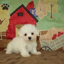 Wonder/Bichon Frise									Puppy/Female	/9 Weeks,Say hello to this ACA registerable Bichon Frise puppy who is started on potty training and crate training.  This little social butterfly will not have any health issues that will adversely affect their health because both parents are DNA Tested to be sure they don’t pass on any health issues. Each pup in this litter is up to date on shots and dewormer and vet checked! We offer the option for microchipping and a 1 Year Genetic Health Guarantee! The mother Taylor is a 10lb Bichon who loves attention and the sire Gordy weighs 10lbs and is very smart. If you are looking for a well socialized little Bichon to snuggle and love contact us today! 