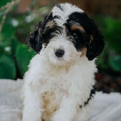 Quincy/Mini Bernedoodle									Puppy/Female	/11 Weeks,Meet our adorable mini Bernedoodle Quincy.she is so lovable and cute and is raised on our family farm around small children.She is vet checked,and is up to date on her vaccinations and deworming and also comes with a 30 day health guarantee.Her mom is a 40 lb mini bernedoodle and her father is a 25 lb mini benedoodle.If you are interested in adopting this lovable little puppy feel free to call or email anytime.We are closed on Sundays)