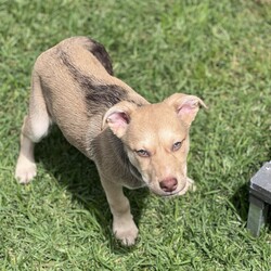 Adopt a dog:Stig/Australian Kelpie/Male/2 Months,Hi there! I’m Stig, an 11-week-old Kelpie puppy, and I’m on the lookout for my forever home! My journey started at just 7 days old when I came into the shelter with my mum and my playful siblings. I’ve grown up surrounded by love, but now it’s time for me to find my own special family. I’m Mr. Confidence! With my adventurous spirit and wagging tail, I’m always ready to take on the world. I’m full of energy and curiosity, and I approach every new experience with excitement. Whether it’s a game of fetch or exploring the great outdoors, I dive right in! I’m looking for a home where I can be both an indoor and outdoor pup. I love to run, jump, and play, so a yard to explore would be perfect! I need a family that understands my breed; we Kelpies are smart, active, and need plenty of mental and physical stimulation.  If you have another dog that’s over a year old and can keep up with my boundless enthusiasm, that would be awesome! I thrive with a buddy by my side, and I promise to keep them on their toes.  I’m still learning about the world, so I need a home without children under 6. Little ones can be a bit overwhelming for a confident guy like me who’s still figuring everything out. I’d love to be trained using positive reinforcement methods—treats and praise are the way to my heart! If you think you could be the perfect match for an energetic, loving, and confident pup like me, let’s meet! I can’t wait to find my new adventure buddy. Woof!  Home requirements:  If you think that your home would be a good fit please fill out an application online at   and the team at BARC will be in touch to arrange a meet and greet.