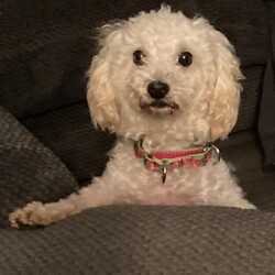 Adopt a dog:Aggie/Bichon Frise/Female/Senior,Hello there, I'm Aggie, a 7 year old Bichon, looking for my (hopefully quiet) forever home. I sure would prefer a female only home, but I wouldn't mind a doggy companion or two. Being home alone is extra scary for me, so I would love if you were home often. The good news is, I don't need a fence since I don't plan on ever letting you out of my sight. I truly hope this isn't too much to ask for, I just want to feel safe and loved. 

Aggie has many fears that she's slowly overcoming in her foster home. Like steps, she can now go up and down them, but please don't ask her how that went, she would rather not talk about it. The outside world is big and intimidating, Aggie is perfectly fine exploring it through a window. She will, however, go on short walks while she continues to grow accustomed to leashes. Aggie is doing well with potty training, as long as she is taken out regularly. She gets along great with her foster siblings and wouldn't mind having some doggy friends to call her own. 

If you need a quiet, low key couch potato companion, then Aggie is the one for you. She wants nothing more than to be by your side, all day long. Unless you're vacuuming, then she will absolutely be far away from you. She is up to date on shots, preventatives microchipped and spayed. Will you be the one to help Aggie become the dog she was always meant to be? 

Aggie is being fostered in Berks County, PA and all household residents and canines will need to be willing to travel there for a meet and greet. 

Kennel License 9117
PO Box 2372
Reading, PA 19608