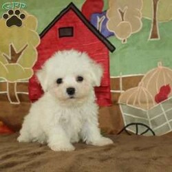 Wonder/Bichon Frise									Puppy/Female	/9 Weeks,Say hello to this ACA registerable Bichon Frise puppy who is started on potty training and crate training.  This little social butterfly will not have any health issues that will adversely affect their health because both parents are DNA Tested to be sure they don’t pass on any health issues. Each pup in this litter is up to date on shots and dewormer and vet checked! We offer the option for microchipping and a 1 Year Genetic Health Guarantee! The mother Taylor is a 10lb Bichon who loves attention and the sire Gordy weighs 10lbs and is very smart. If you are looking for a well socialized little Bichon to snuggle and love contact us today! 