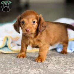 Kane/Dachshund									Puppy/Male	/7 Weeks,Meet Kane! He is an incredibly sweet and loveable AKC registered Miniature Dachshund puppy. He loves if someone spends time to play with him or gives him belly rubs. Dachshunds make wonderful family pets, they are known for their lively and courageous nature, they are often described as intelligent, curious and independent dogs. We hope to find a family that will love Kane as much as we do!