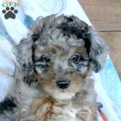 Stella/Miniature Poodle									Puppy/Female	/September 4th, 2024,Here comes Stella, a soft and affectionate Miniature Poodle puppy! This excited pup is vet checked and up to date on shots and wormer. Stella can be registered with the ACA and comes with a health guarantee provided by the breeder. This well socialized pup is family raised with children and Kacey, the mother, is available to meet! To find out more about Stella, please contact John today!