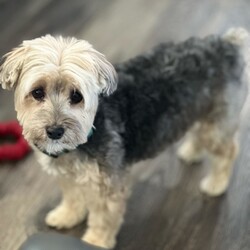 Adopt a dog:Mariah/Maltese/Female/Adult,You can fill out an adoption application online on our official website.Hello, My Name is Mariah, I am a 9-year-old female, Morkie weighing 12.5 lbs. I came into rescue due to my owner passing away. I should be groomed every 6 to 8 weeks. I am a healthy girl and even had my dental cleaning, so my teeth are beautiful again
I am looking for a family who will take me on car rides and walks. I am house trained and crate trained (but would rather hang out on the couch or in a dog bed). I do love cats, but when they run, I have to investigate and run after them. I don't hurt them, I'm just curious. I do like other dogs my size, I haven't been one to play here at my foster home, but I love to watch what everyone else is doing. I like to be by my foster mom's side when she is cooking or sitting on her chair. When she isn't around, I lay between my foster dad's legs on his recliner. I sometimes whine when in the crate to get your attention. I only want to be with you. I love sleeping in the bed but will need stairs to get up and down. I walk on a leash and do love car rides. I like kids, but I try to stay out of the way of them playing. With me being 9, I love long naps and someone who would let me cuddle with them whenever I want.
To adopt Mariah, please complete an adoption application at peacelovepoms.rescuegroups.org. The $350 adoption donation ($250 for senior citizens 65+) includes core vaccines (Rabies, Parvo/Distemper, and Bordatella), Accuplex (Heart worm and Lyme test), fecal, microchip, bloodwork, spay, dental, and all the love you can handle!
PA Kennel License 17652
Lebanon, PA