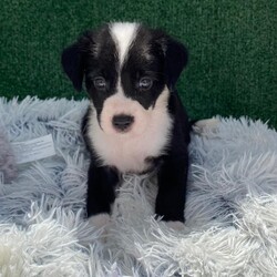 Adopt a dog:Ode Aura/German Wirehaired Pointer/Female/Baby,Puppy Alert!  Ode Aura is 6 weeks old, and we expect her to be about 35 lbs fully grown.  She has beautiful soft fluffy fur and her eyes are just amazing.  It is like she looks into your soul and grabs your heart at the same time.    

Ode's Mom, Aura, was rescued from a desolate area in the forest where she was dumped after being someone's pet.  She was very lucky to be found as there are no food sources where she was left.  A friend of our rescue brought her to us and agreed to foster while we looked for a home.  Aura was obviously pregnant when she arrived, so we waited for babies and were not disappointed!.  

Ode Aura is an outgoing, happy typical puppy and wants nothing more than to snuggle with our workers and play with her friends.  She will do well as an only pup or an addition to a home with a doggy present already.  She is great with other dogs, cats and kids.  

Our rescue is in Puerto Rico.  We have over 600,000 roaming dogs on island at any given time, so we are looking for a home in the states.  These puppies will be ready to fly any time after December 30, 2024.  We are busy getting them fully vaccinated, microchipped, spayed/neutered and socialized so they can come to their families happy and healthy.  Once adopted, we will fly them to an airport near you for pick up.  We take care of the cost of flying your pup to you.   

If you are interested in our baby, please fill out an application and we will reach out to chat and get you approved.  

https://www.theluvingpawsfoundation.org/adoption-applicatio