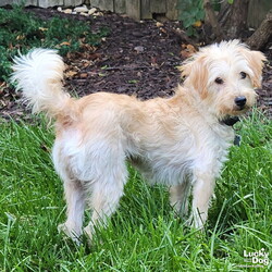 Adopt a dog:Amara/Poodle/Female/Adult,Please contact Jodi Rosenberg (jodi.rosenberg@luckydoganimalrescue.org) for more information about this pet.sweet scruffy girl ISO fresh start and love! AMARA NEEDS A FOREVER HOME!!!!

Name: Amara Best Guess for Breed: Poodle mix, maybe some terrier
Best Guess for Age: 7 years as of October 2024 SEX: Female

Approximate Weight: 14 lbs

Gets Along With: Other dogs! We haven't seen her with kids or cats but she can be tested.

Currently Living at: In a DC area foster home.

All about Amara:Amara is amazing. She and many other dogs were rescued from deplorable conditions in a filthy barn. Amara and nine others were among the oldest of the group; they were known as the 'Tangled 10.' Their matted, caked coats were shaved off. That was no easy feat. All of them received much-needed vetting.

She then went into a wonderful, loving foster home in South Carolina. She'd never been in a home before. She was scared of everything and it took days before she left her crate. But she mustered her confidence, left it, started exploring her home. Then she walked to the back door to go out. She learned to trust her foster. She learned to trust other humans - and to get and give love. She blossomed.

Now she is in a foster home in the DC area. The matted mess who had never seen life outside of a barn has worked so hard on building her confidence. She's comfortable in her home and yard! Loud, busy environments are new and scary to her, and she needs extra patient and loving adopters who will help socialize her to new places and experiences at her pace. In exchange, her humans get a true gem of a dog. Amara, having found love, is overflowing with it and is just such a marvelous little pup.

What My Foster Says About Me: Amara is a sweet girl. She is doing well with house training. She enjoys exploring the yard and gets along well with the other dog in the home.
Lucky Dog cannot guarantee any dog is housebroken. All of our dogs are working on their crate training.
TO ADOPT: The adoption fee for this dog is $460, which includes the cost of routine vetting, including vaccinations and spay/neuter. If you are interested in adopting, please complete the Adoption Questionnaire online at bit.ly/adoptaluckydog .

Lucky Dog Animal Rescue does our best to provide accurate information about the dogs we have for adoption. That said, we cannot make any guarantees about age, breed or temperament.
Thank you for contacting Lucky Dog Animal Rescue and helping to save a life! Please visit us online at www.luckydoganimalrescue.org .

BE A FOSTER!!! Fosters make it possible for Lucky Dog Animal Rescue to save and care for homeless and abandoned dogs! To learn about fostering, please contact fostering@luckydoganimalrescue.org!
BE A SPONSOR!!!! Sponsors help Lucky Dog support the many dogs we save. To learn more about sponsorship, please contact info@luckydoganimalrescue.org !