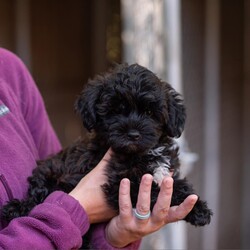 Adopt a dog:Hansel/Yorkie Poo/Male/Baby,hi Hansel,

this tiny fluff is a 2 month-old yorkie /poodle mix. He was surrendered to our care from a commercial breeder in Lancaster as they did not think he would sell. 

Hansel is the sweetest, loveliest little guy. As a typical puppy, he loves everyone and especially enjoys snuggling with our volunteers. He would like a home with another social, smaller dog or where someone is home a lot (e.g. work from home arrangement) so he wouldn't be alone. 

At this age, puppy classes will be very important. 

He would need to meet any resident dogs. 

Hansel will come neutered, with age-appropriate vaccines, microchipped and 4dx tested. Hansel could not be sold because he was born with a front limb deformity that has left him with a little stump. At this time it does not require any additional care. 

If you are serious about adoption, please fill out an adoption application on our website www.phoenixanimalrescue.com Her adoption fee is $500.

Phoenix Animal Rescue
Chester Springs, Pa
Kennel License #5152