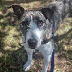 Adopt a dog:Alice/Irish Wolfhound/Female/2 Years 1 Month,Hello there! My name is Alice and I am a charming Wolfhound lady. I have a moderate energy level which means I love both playtime and relaxation. I'm also a smart cookie, so I need a family who can help me learn about life every day. I promise, our training sessions will be fun!  I would prefer a home where I can be the star, which means I'd love to be your only pet. I can't wait to be your loyal companion, we'll have so many adventures together! I'd do best in a home where someone works average hours so I won't be alone too much. I'm looking for a family with kids aged 12 and up, someone who can understand my needs and shower me with love. I promise to return the love tenfold! Let's make unforgettable memories together. Can't wait to meet you! Love, Alice xx Requirements: