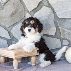 Trucker/Cavachon									Puppy/Male	/9 Weeks,This little guy will stick by you through anything! With his fluffy coat and friendly loving ways you’ll have hours of fun together!