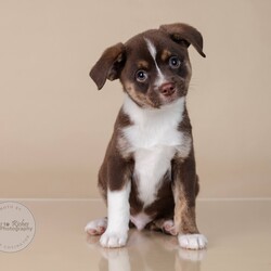 Adopt a dog:Finn/Terrier/Male/Baby,Meet Finn!

Adoption Fee: $549

Adoption Application - Copy & Paste

https://forms.gle/FmtRtYxQNnemdkdw9

This adorable little guy is just 8 weeks old and full of puppy love. Finn’s mother is a small terrier mix, weighing only 13 pounds, but we’re not sure who his dad is. He was born in our foster home after we rescued his mom while she was pregnant. Finn has grown up in a loving environment, surrounded by care and affection, and now he’s ready to find his forever home. After adoption he can arrive in the New England area on Thursday, November 21, and he would love to go home to his new family.

Could Finn be the perfect addition to your family? Don’t miss your chance to bring home this sweet, playful puppy!

There are 2 boys and 1 girl in this litter available for adoption. (Finn, Flora & Frankie)

Here's the adoption application, please copy & paste.

https://forms.gle/FmtRtYxQNnemdkdw9

**To see all of our pets available for adoption, please copy this link.

https://www.petfinder.com/search/pets-for-adoption/?shelter_id%5B0%5D=AL450&sort%5B0%5D=recently_added

Paws of Dixie Animal Rescue adopts in the New England area. Our adoption fee includes the spay/neuter, up to date shots, Microchip, Alabama Health Certificate, and the transport service to get the new family pet to you.

The pets are delivered by a licensed transporter.

PDAR.info@gmail.com

COMPLETED APPLICATIONS TAKE PRECEDENCE OVER INQUIRIES. If you are interested in adopting, the FIRST step is to complete an application.

Please be advised that our volunteers are busy rescuing, transporting, and caring for our animals. We will respond to your application as soon as possible. Upon review of your application, the rescue in AL will contact you, so you can ask any specific questions that you may have.

NOTE: All Paws of Dixie animals are located in AL foster homes. They will be transported north after adoption.

If there is more than one decision maker in the home, all of them should be in agreement.

We DO NOT adopt to anyone under the age of 21