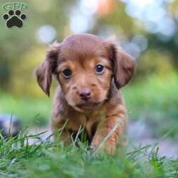 Kane/Dachshund									Puppy/Male	/7 Weeks,Meet Kane! He is an incredibly sweet and loveable AKC registered Miniature Dachshund puppy. He loves if someone spends time to play with him or gives him belly rubs. Dachshunds make wonderful family pets, they are known for their lively and courageous nature, they are often described as intelligent, curious and independent dogs. We hope to find a family that will love Kane as much as we do!