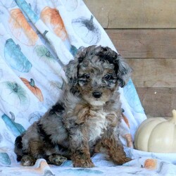 Stella/Miniature Poodle									Puppy/Female	/September 4th, 2024,Here comes Stella, a soft and affectionate Miniature Poodle puppy! This excited pup is vet checked and up to date on shots and wormer. Stella can be registered with the ACA and comes with a health guarantee provided by the breeder. This well socialized pup is family raised with children and Kacey, the mother, is available to meet! To find out more about Stella, please contact John today!