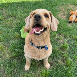 Adopt a dog:Flash/Poodle (Standard)/Male/3 Years 6 Months,Hi! I'm Flash! I'm a super cute poodle cross who is on the search for a new home! I'm a very timid man and will need a quiet home where people can build up my confidence and let me flourish as the sweet and friendly man we know I can be! I'm a medium energy dog, I'm carrying a couple of extra pounds and expect to show a more playful and exuberant side as I settle in and slim down. I love my people, but need a calm and quiet house, so I will need an adult only home to provide me with a nice predicable home life. I will also need to be the only dog in the home, however I might be suitable for cats or other pets if given my own space. I have a real fondness for toys and cream cheese! Requirements: Flash is such a sweet and lovely boy, and we're sure he'll be very popular! We're looking for the perfect home for him, if you think that's you please apply for him through Exceptional Owners! **If you are interested is giving this wonderful pet a home please visit our website and complete an expression of interest  Love and puppy kisses, Flash!