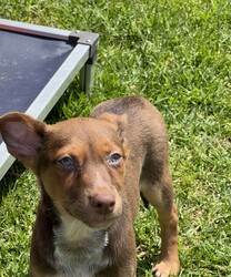 Adopt a dog:Gunnar/Australian Kelpie/Male/2 Months,Hi there! I’m Gunnar, an adorable 11-week-old Kelpie, and I’m searching for my forever home. I came to the shelter with my mom and siblings when I was just 7 days old, and while I’ve loved my time here, I’m ready for a place where I can truly shine! I’ve got a gentle heart and a curious spirit, but I can be a bit shy and nervous, especially around big dogs. I’m the kind of pup who prefers a calm atmosphere—loud noises and too much excitement can be a bit overwhelming for me. That’s why it’s super important to meet any furry siblings before I join your family! I’d do best with a calm adult dog who can help me feel safe and show me the ropes. I need someone who really understands my breed—Kelpies are smart and active, and I want to learn all the things! Positive reinforcement training is a must; I’m eager to soak up knowledge and grow into the best version of myself. Access to both indoor and outdoor spaces is essential, as I love to explore at my own pace and sniff out all the new sights and smells! Since I’m still a bit sensitive, I can’t go home with kids under 12. If you’re an experienced Kelpie lover and can provide a nurturing, quiet environment, I’d be over the moon to meet you! Together, we can embark on some amazing adventures and create wonderful memories. I can’t wait to find my special person! Requirements:  If you think that your home would be a good fit please fill out an application online at   and the team at BARC will be in touch to arrange a meet and greet.