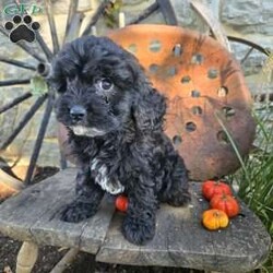 Lil Grizzly/Cavapoo									Puppy/Male	/9 Weeks,Lil Grizzly will be the perfect addition to your home. He is playful and attentive. He is good with children and other pets. Check him out soon. 