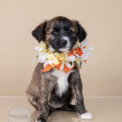 Adopt a dog:Flora/Terrier/Female/Baby,Meet Flora!

Adoption Fee: $549

Adoption Application - Copy & Paste

https://forms.gle/FmtRtYxQNnemdkdw9

This beautiful little girl is currently only 8 weeks old and full of puppy love. Flora's mother is a small terrier mix, weighing only 13 pounds, but we’re not sure who his dad is. She was born in our foster home after we rescued mom while she was pregnant. Flora has grown up in a loving environment, surrounded by care and affection, and now she’s ready to find her forever home. After adoption she can arrive in the New England area on Thursday, November 21, and she would love to go home to her new family.

Could Flora be the perfect addition to your family? Don’t miss your chance to bring home this sweet, playful puppy!

There are 2 boys and 1 girl in this litter available for adoption. (Finn, Flora & Frankie)

Here's the adoption application, please copy & paste.

https://forms.gle/FmtRtYxQNnemdkdw9

**To see all of our pets available for adoption, please copy this link.

https://www.petfinder.com/search/pets-for-adoption/?shelter_id%5B0%5D=AL450&sort%5B0%5D=recently_added

Paws of Dixie Animal Rescue adopts in the New England area. Our adoption fee includes the spay/neuter, up to date shots, Microchip, Alabama Health Certificate, and the transport service to get the new family pet to you.

The pets are delivered by a licensed transporter.

PDAR.info@gmail.com

COMPLETED APPLICATIONS TAKE PRECEDENCE OVER INQUIRIES. If you are interested in adopting, the FIRST step is to complete an application.

Please be advised that our volunteers are busy rescuing, transporting, and caring for our animals. We will respond to your application as soon as possible. Upon review of your application, the rescue in AL will contact you, so you can ask any specific questions that you may have.

NOTE: All Paws of Dixie animals are located in AL foster homes. They will be transported north after adoption.

If there is more than one decision maker in the home, all of them should be in agreement.

We DO NOT adopt to anyone under the age of 21