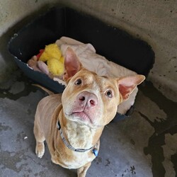 Adopt a dog:Leo/American Staffordshire Terrier/Male/4 Years 11 Months,Hi there! I'm Leo, and I'm thrilled to tell you a bit about myself. I’m a playful and energetic boy who’s eager to find a loving forever home. We can talk about the elephant in the room, I do only have 3 legs, but that hasn't stopped me! I love being active and having fun, so if you’re looking for a furry friend, I might be just the one for you! I’ve had lived with another doggie in the past but I have shown the team at RSPCA I prefer being the only dog in my new home. I also love the outdoors and due to this will need a family with a yard that I can lounge in sun and get out my zoomies whenever I desire! I can be a little sensitive to sudden/loud noises like fireworks! Like why are they a thing? So this is why that indoor/outdoor access is great! So I can come seek comfort when I need it. I would do best with an experienced owner who understands my needs and can help me adjust to my new environment. I would love to meet everyone in the household just to make sure we click before you take me home forever so if you think you might be the right person for me, let’s meet! I’m excited to find a loving home where I can bring joy and companionship to your life. Looking forward to meeting you soon! Recommendations: