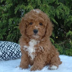 Victor/Miniature Poodle									Puppy/Male	/8 Weeks,Hi my name is victor, I am an AKC miniature poodle, I am looking for a forever home I’m up to date on my shots and dewormer have been Veterinary checked, I am well socialized and used to being around kids. My mom weighs 12 lb an my dad weighs 10 lb I come with a toy a blankie and a small bag off food. If you are interested please contact Cindy, she would be happy to answer any questions you may have , shipping is also available , all Sunday calls will be returned Mondays.