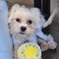 Adopt a dog:Newman/Maltese/Male/Adult,Newman is a small, sweet boy with a gentle and playful demeanor. He loves to collect toys and sit in his bed with them. 
He likes attention but is happy to be independent in his spot with his toys.