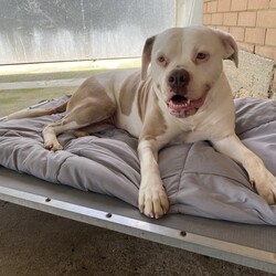 Tilly/American Bulldog/Female/3 Years 11 Months,Hello there – I'm Tilly I came into the shelter through no fault of my own and, although I love all the staff here, I'm ready for my own home and my own special people. Is that you? I sure hope so 