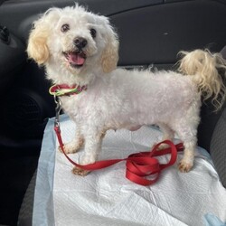 Adopt a dog:Aggie/Bichon Frise/Female/Senior,Hello there, I'm Aggie, a 7 year old Bichon, looking for my (hopefully quiet) forever home. I sure would prefer a female only home, but I wouldn't mind a doggy companion or two. Being home alone is extra scary for me, so I would love if you were home often. The good news is, I don't need a fence since I don't plan on ever letting you out of my sight. I truly hope this isn't too much to ask for, I just want to feel safe and loved. 

Aggie has many fears that she's slowly overcoming in her foster home. Like steps, she can now go up and down them, but please don't ask her how that went, she would rather not talk about it. The outside world is big and intimidating, Aggie is perfectly fine exploring it through a window. She will, however, go on short walks while she continues to grow accustomed to leashes. Aggie is doing well with potty training, as long as she is taken out regularly. She gets along great with her foster siblings and wouldn't mind having some doggy friends to call her own. 

If you need a quiet, low key couch potato companion, then Aggie is the one for you. She wants nothing more than to be by your side, all day long. Unless you're vacuuming, then she will absolutely be far away from you. She is up to date on shots, preventatives microchipped and spayed. Will you be the one to help Aggie become the dog she was always meant to be? 

Aggie is being fostered in Berks County, PA and all household residents and canines will need to be willing to travel there for a meet and greet. 

Kennel License 9117
PO Box 2372
Reading, PA 19608