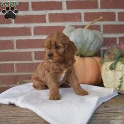 Daisy/Cavapoo									Puppy/Female	/August 28th, 2024,Meet Daisy, a socialized Cavapoo puppy that is being family raised with children. This cute pooch is vet checked and up to date on shots & wormer plus the breeder provides a 30 day health guarantee for her. And, both of her parents are available to visit with. To learn more about this spunky gal, call the breeder today!