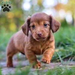 Kane/Dachshund									Puppy/Male	/7 Weeks,Meet Kane! He is an incredibly sweet and loveable AKC registered Miniature Dachshund puppy. He loves if someone spends time to play with him or gives him belly rubs. Dachshunds make wonderful family pets, they are known for their lively and courageous nature, they are often described as intelligent, curious and independent dogs. We hope to find a family that will love Kane as much as we do!