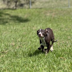 Adopt a dog:Linnea/Australian Kelpie/Female/2 Months,Hi there! My name is Linnea, and I’m an 11-week-old Kelpie with a big personality and even bigger dreams! I came into the shelter with my mom and siblings when I was just a tiny pup of 7 days old, and now I’m ready to find my forever home! I’m all about fun and games—playtime is my favorite! I’m sassy, spirited, and full of energy, which means I need a home where I can keep busy and explore. I would love a family that understands my breed and knows how to keep my curious mind engaged. I thrive on positive reinforcement training (who doesn’t love treats and praise?), so I can learn all the awesome tricks and manners to impress you! If you have another dog, I would love to go home with a dog who can show me the ropes and keep up with my playful antics! It’s important to me that my new furry friends are energetic and fun-loving like me. I want to learn from them and play to my heart’s content – but its important that we can both rest. As I need 18-20 hours sleep a day to grow to my hearts content.  One thing to keep in mind: I can’t go home with kids under 6. I want to make sure we can all play safely, and I need my space to grow and learn. I do need indoor/outdoor access so I can stretch my legs and explore the world around me—there’s so much to sniff and see! If you’re looking for a playful partner who’s ready to bring joy and a little sass into your life, I’m your girl! Let’s have some fun together and create amazing memories. Can’t wait to meet you!  Home requirements: If you think that your home would be a good fit please fill out an application online at   and the team at BARC will be in touch to arrange a meet and greet.