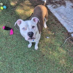 Lolly/American Bulldog / American Staffordshire Terrier/Female/3 Years 6 Months,Hi there! I’m Lolly, a sweet and spirited gal looking for the next chapter in life, will it be with you? I’m on the lookout for my new best friend. Someone to take me on sniffy walks, do treat training with me and find a sunny spot to laze in! I'm still learning to walk nicely on lead, so I need someone who’s ready to work with me on loose-leash walking using treat based training. I'm smart as well as pretty and I love learning! Especially when my favourite treats are on offer. Sometimes, I feel a little concerned when I’m left alone, but with a bit of patience and support, I know I can find my calm I just need someone to help me feel nice and safe in my new home environment. I absolutely love meeting new dog friends and have a typical Staffy play style. I'd best suited with a calm social dog that enjoys playing with other doggies my size! Because of my size and excitement levels, I’d do best in a home with dog savvy children who are comfortable around larger dogs. When I get excited, I can jump up, but it’s all in good fun – I just can’t contain my enthusiasm! 