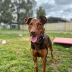 Northern/Australian Kelpie/Female/2 Years 1 Month,Hello there, I'm Northern! I'm a young and energetic Australian Kelpie girl, almost two years old and raring to go on adventures with you. I'm a high-energy type of gal, always ready to play, run, and learn new things. I've been told I'm a quick learner, always eager to discover and understand the world around me. Life's a game and I play it with passion and vigor. I would love to have a human who can join me in my daily explorations and experiences. Are you up for it? I promise to make it worth your while with my playful antics and heartwarming companionship. Being an Australian Kelpie, I need a home with someone who understands and appreciates my breed. I require both physical and mental stimulation, so someone working average work hours would be perfect. We'd have plenty of time to bond and I promise to keep you entertained! I will need to be the only dog in the home as I have not had much expose to other dogs and I find them a bit scary at the moment. Children in the home will have to be older and calmer as I am still learning about life and a home with some routine and predictability is exactly what I need. Requirements: If you think I could be the pretty fun loving girl for you, please head into the shelter today to say hi!!