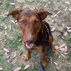 Northern/Australian Kelpie/Female/2 Years 1 Month,Hello there, I'm Northern! I'm a young and energetic Australian Kelpie girl, almost two years old and raring to go on adventures with you. I'm a high-energy type of gal, always ready to play, run, and learn new things. I've been told I'm a quick learner, always eager to discover and understand the world around me. Life's a game and I play it with passion and vigor. I would love to have a human who can join me in my daily explorations and experiences. Are you up for it? I promise to make it worth your while with my playful antics and heartwarming companionship. Being an Australian Kelpie, I need a home with someone who understands and appreciates my breed. I require both physical and mental stimulation, so someone working average work hours would be perfect. We'd have plenty of time to bond and I promise to keep you entertained! I will need to be the only dog in the home as I have not had much expose to other dogs and I find them a bit scary at the moment. Children in the home will have to be older and calmer as I am still learning about life and a home with some routine and predictability is exactly what I need. Requirements: If you think I could be the pretty fun loving girl for you, please head into the shelter today to say hi!!