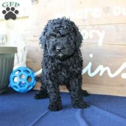 Kathy/Mini Labradoodle									Puppy/Female	/6 Weeks,Are you searching for a Mini Labradoodle who will have a hypoallergenic coat and feel soft and snuggly like a Poodle? We have been specializing in multigenerational Mini Labradoodles for years and have finally perfected the coat textures of our puppies so that you can enjoy the happy go lucky personality of the Labrador with the convenience of the Poodle coat! Our puppies come up to date on shots and dewormer and will be vet checked before they leave. We offer a 1 Year Genetic Health Guarantee as well! If you are looking for the perfect pup this fall contact us today! 