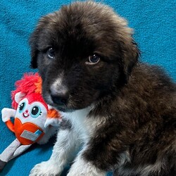 Adopt a dog:Marvel/Bernese Mountain Dog/Male/Baby,My name is Marvel. I am a handsome 7-week-old German Shepherd. I weigh 6.2 lbs and my birthday is 9/7/2024 so I have some growing to do! I will be a medium/large dog. I am started on my shots and worming schedule and have been treated for any issues I came in with. 

Bernese/German Shepherd mixes are very loyal, affectionate and intelligent dogs. They need plenty of exercise, both to keep them in good physical condition and to stimulate him mentally.   

 I enjoy running and playing with my siblings at the shelter and playing with toys. Of course, I also enjoy my one on one snuggle time and giving kisses. 

Please if you are interested in me get your application in today, there is no time to waste:

You can go to www.hopeforhannahrescue.org 
or just copy the direct link below and paste it into your search bar.

The direct link to our application can be found here-  https://ueodqi9fe3f.typeform.com/to/sFwghRQN - Copy and Paste 

If you have any problem, call Suzi (717) 466-5968 and I will be happy to assist you.