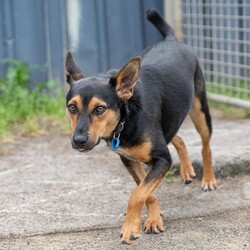 Parker/Australian Kelpie/Male/1 Year,Hi there my name is Parker and I am a sweet younger fella who is now looking for my very own family to love and adore me!! I came into the shelter with my siblings after having a pretty sheltered start to life. I didn't get to experience much so I'm still learning how to be brave and explore the world. I will need a family who is going to be able to take things slow so that I'm not getting overwhelmed. I have been in foster as I was not coping with shelter life as it was too unpredictable and scary for me. I have settled into home life really well and it has helped me so much to have another confident social dog in the home. Due to the support I get from another dog I will need to go to a home that has another dog in the home, I am young and active so they will need to be able to match my energy. I will need to meet all family members on the day of my adoption and any children will have to be over 6 years old, It may take me some time to warm up and get to know you but once I do I am the sweetest boy you could ever meet. It would be ideal if my new family understands the needs of a working breed dog as well, I am currently in foster on property and I am loving life. I will need both mental and physical activity as I am a smart boy who needs outlets to keep me entertained so I don't learn bad habits. I am still learning to navigate the indoors and I am now sleeping inside my foster home, I will need both indoor and outdoor access in my new home, I love to spend the day outside running around with my friends but then also enjoy to comforts of home and enjoy cuddling up with my humans of a night time. Requirements: -Must meet all family -No children under 6 – Canine companion needed -Indoor/outdoor access – Breed Savvy home If you think I could be the guy for your family, please ring the shelter today and organize a meet and greet. I can't wait to meet you!! **If you are interested is giving this wonderful pet a home please visit our website and complete an expression of interest 