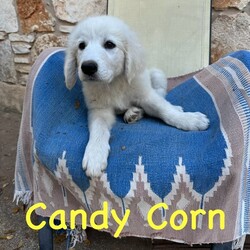 Adopt a dog:me/Great Pyrenees/Male/Baby,Introducing the HALLOWEEN Litter:

Meet MILKY WAY, CANDY CORN, SNICKERS (3 boys) AND LOLLIPOP (only girl)!

They are Great Pyrenees x Lab pups we have in our Rescue - they were born 20 August and are staying at a wonderful foster home in Houston. They  are well socialized and will continue to get lots of attention from their foster family. They were around 12lbs at 9 weeks but will grow to be 75-85lbs.

They are sweet, cuddly pups! They love to play with all people and each other. 

They are up to date on their baby vaccinations and microchipped.
Candy is very sweet, plays well with others but doesn't mind napping alone.
Milky Way is a smaller guy, extremely social, loves pets and gives kisses.
Snickers is the largest pup, more independent but plays well with others, galloping goofball.
Lollipop is a SWEET SWEET girl, likes her quiet time but also loves to romp and run.

The puppy must be neutered/spayed before he/she is 1 year old - once this is done by your vet, Twilight Tails will give you a rebate of $100.

They are being fostered in Fulshear TX but we can have them brought to PA on rescue transport (once adopted) which brings dogs up once a month.

Each adoption fee is $395 plus $30 for a health certificate and $220 for transport.

Please complete the application on this link:
https://forms.gle/iCDkiVT5FwJYhezn8

Or email ular.sandra@gmail.com for an application.

Once your application is approved, we can arrange a FaceTime session for you to meet him.