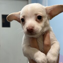 Gumbo/Terrier/Male/Baby