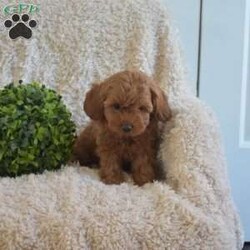 Bentley/Cavapoo									Puppy/Male	/September 6th, 2024,Come and meet Bentley, an absolutely darling little F1B Cavapoo puppy! This playful boy is socialized, family raised with children, and ready to get to know his forever family. Vet checked and up to date on shots and de-wormer, Bentley comes home with a health guarantee provided by the breeder. Learn more and schedule your visit by calling Martha Esh today!