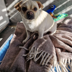 Buttercup/Pug / Jack Russell Terrier (Smooth)/Female/3 Years 2 Months,Hello, my name is Buttercup, and I'm a darling 3-year-old female Pug mix full of love and personality. My breed is known for being fun-loving and sweet, but we also have a touch of stubbornness, so I need an owner with a bit of doggie wisdom under their belt. I'm ideal for someone who works regular hours and has a moderate lifestyle. I love a good play session, but I also enjoy my nap time. I can be a bit picky with my doggie friends, so it's best if our hangouts are on a leash. I've never had any issues with other animals in the home, but it's always good to introduce new friends slowly. I need a family that understands my breed and can provide me with the right amount of exercise, training, and love. Age-wise, I'm best suited to a household with people aged 12 and up.  My vets have plans to do further surgeries and this will be completed at RSPCA Veterinary Hospital in Yagoona. I would love the chance to settle into my new home first and allow for a smoother recovery. It is recommended that you are located in the Sydney/Illawarra/Central Coast as you will need to travel to Yagoona for further vet appointments. I promise, with the right guidance, I can be the most amazing addition to your family. I hope to meet you soon!