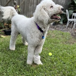 Adopt a dog:Finn/Klee Kai/Male/Young,Meet Finn! This 1-year old, Komondor weighs 67 lbs. Finn is looking for his forever home that can give him lots of love, pats, and the amazing life that he deserves. 


	General Behavior: Finn is a very happy, sweet and funny boy. It may take him a minute to warm up to new people, but once he does, he is very affectionate and loves pets and attention. His love languages are touch and words of affirmation. He would do wonderfully with a breed-savvy family who can commit to looking after his gorgeous coat and who can keep this intelligent guy occupied.
	Likes & Dislikes: Finn loves to have his coat brushed and he loves a good belly rub. He leans into you to give and receive hugs and kisses. He enjoys playing with plush toys. He loves taking walks and does well in the car. He enjoys chasing lizards, although his foster mom doesn't think he's caught one yet.
	Training: Finn is a smart cookie! He knows how to sit and is working on his recall. He waits patiently by the door to go on a walk or car ride and is good on a leash. He is doing extremely well with house training. He may bark if he sees the mailman outside but will stop if you ask his to. Finn is not reactive to loud noises, such as a vacuum, blender, mower, thunder or even a hurricane.
	Medical: Finn is very healthy. He is up to date on vaccines, heartworm negative, microchipped and spayed. He only requires monthly heartworm and flea prevention.
	Other Animals: Finn is good with other dogs. He absolutely adores playing with his foster sister. He would enjoy sharing a home with another friendly dog. His foster mom has not tested his with cats but believes he would be good with them, too.
	Children: Finn is gentle with children but may need a minute to warm up to them. 
	Home: Finn would do well in a single-family home with a fence to roam and chase lizards and hopefully play with a new brother or sister. 
	Grooming: As a Komondor breed, Finn does not shed but will require daily brushing if he is kept short, which he enjoys very much. He will require professional grooming every 6-8 weeks. The cost of grooming for a pooch his size runs approximately $100.
	Overall: This beautiful, sweet boy is always so happy and will make you happy just to look at him. He'll make a best friend for one lucky family!


Finn is looking for a person who will love his as much as he will love them. Is that you? Then visit our website www.PoodleandPoochRescue.org where you will find the application to adopt. You'll be put in contact with the foster family for more information if it's a potential match. He is up to date on vaccines, heartworm negative, microchipped, and neutered, and he has just had his teeth cleaned. His adoption donation is $650.