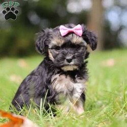 Avery/Yorkie Poo									Puppy/Female	/8 Weeks,Meet Avery, the sweetest little Yorkiepoo who is ready to bring endless joy into your life! This fluffy bundle of love has the perfect mix of charm, smarts, and playfulness. Her mom, Ellie, is a 14lb Poodle known for her intelligence and elegant demeanor. Poodles are famous for being incredibly smart and easy to train, making this pup a quick learner who will catch on to commands and tricks in no time. Her dad, Lebron, is a 9lb Yorkie, a breed cherished for their affectionate and lively personality.