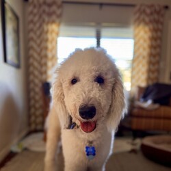 Adopt a dog:Finn/Klee Kai/Male/Young,Meet Finn! This 1-year old, Komondor weighs 67 lbs. Finn is looking for his forever home that can give him lots of love, pats, and the amazing life that he deserves. 


	General Behavior: Finn is a very happy, sweet and funny boy. It may take him a minute to warm up to new people, but once he does, he is very affectionate and loves pets and attention. His love languages are touch and words of affirmation. He would do wonderfully with a breed-savvy family who can commit to looking after his gorgeous coat and who can keep this intelligent guy occupied.
	Likes & Dislikes: Finn loves to have his coat brushed and he loves a good belly rub. He leans into you to give and receive hugs and kisses. He enjoys playing with plush toys. He loves taking walks and does well in the car. He enjoys chasing lizards, although his foster mom doesn't think he's caught one yet.
	Training: Finn is a smart cookie! He knows how to sit and is working on his recall. He waits patiently by the door to go on a walk or car ride and is good on a leash. He is doing extremely well with house training. He may bark if he sees the mailman outside but will stop if you ask his to. Finn is not reactive to loud noises, such as a vacuum, blender, mower, thunder or even a hurricane.
	Medical: Finn is very healthy. He is up to date on vaccines, heartworm negative, microchipped and spayed. He only requires monthly heartworm and flea prevention.
	Other Animals: Finn is good with other dogs. He absolutely adores playing with his foster sister. He would enjoy sharing a home with another friendly dog. His foster mom has not tested his with cats but believes he would be good with them, too.
	Children: Finn is gentle with children but may need a minute to warm up to them. 
	Home: Finn would do well in a single-family home with a fence to roam and chase lizards and hopefully play with a new brother or sister. 
	Grooming: As a Komondor breed, Finn does not shed but will require daily brushing if he is kept short, which he enjoys very much. He will require professional grooming every 6-8 weeks. The cost of grooming for a pooch his size runs approximately $100.
	Overall: This beautiful, sweet boy is always so happy and will make you happy just to look at him. He'll make a best friend for one lucky family!


Finn is looking for a person who will love his as much as he will love them. Is that you? Then visit our website www.PoodleandPoochRescue.org where you will find the application to adopt. You'll be put in contact with the foster family for more information if it's a potential match. He is up to date on vaccines, heartworm negative, microchipped, and neutered, and he has just had his teeth cleaned. His adoption donation is $650.