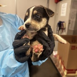 Adopt a dog:Austin Barnes/Mixed Breed/Male/Baby,Austin Barnes is ready to step up to the plate and catch your heart-no way he's throwing it back! This little slugger is likely to stay under 20 pounds when fully grown, making him the perfect pint-sized teammate for all of life's adventures. With his adorable squishy body and unique tricolor markings, Austin is a total all-star in the cuteness department. Whether he's sprinting around the bases (or, you know, the yard) or settling in for some seventh-inning snuggles, this sweet boy knows how to win over the crowd.

At the perfect age to start his training, Austin is eager to learn the ropes, and he's a quick study-you'll have him running bases and catching toys like a pro in no time. He's already had his age-appropriate vaccines, so he's ready to join your lineup and become the MVP of your home. Get ready for endless tail wags, sweet cuddles, and a lifetime of love with Austin Barnes, your future home-run buddy!