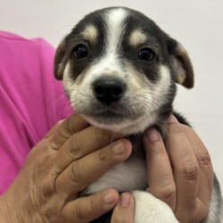 Adopt a dog:Austin Barnes/Mixed Breed/Male/Baby,Austin Barnes is ready to step up to the plate and catch your heart-no way he's throwing it back! This little slugger is likely to stay under 20 pounds when fully grown, making him the perfect pint-sized teammate for all of life's adventures. With his adorable squishy body and unique tricolor markings, Austin is a total all-star in the cuteness department. Whether he's sprinting around the bases (or, you know, the yard) or settling in for some seventh-inning snuggles, this sweet boy knows how to win over the crowd.

At the perfect age to start his training, Austin is eager to learn the ropes, and he's a quick study-you'll have him running bases and catching toys like a pro in no time. He's already had his age-appropriate vaccines, so he's ready to join your lineup and become the MVP of your home. Get ready for endless tail wags, sweet cuddles, and a lifetime of love with Austin Barnes, your future home-run buddy!